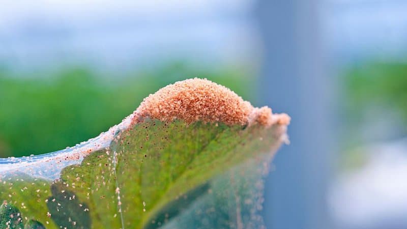 Spidermites吸sap绣球花的叶子和产卵的一面