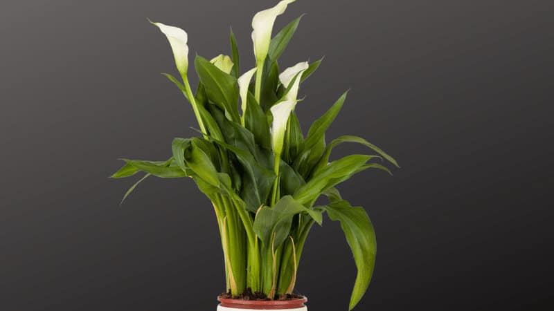 Steps to pot the Calla Lilies plant 