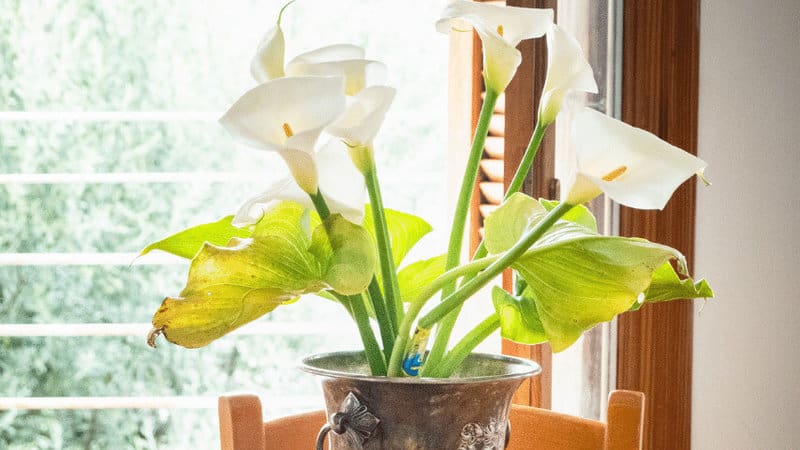Steps to pot the Calla Lilies plant