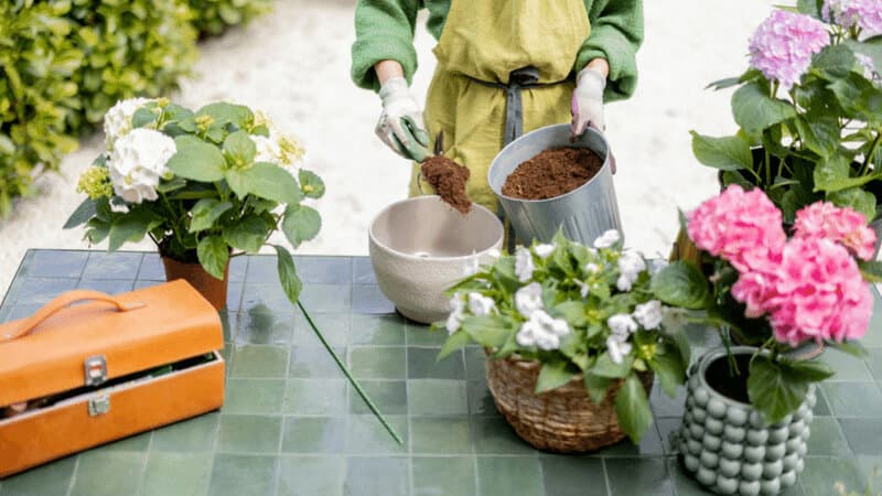 Steps to pot the Hydrangeas, easy to grow and low-maintenance