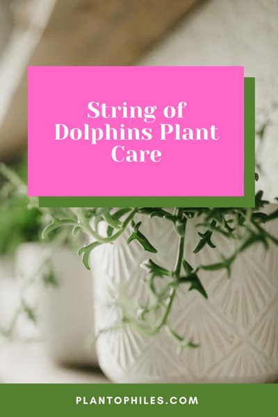 String of Dolphins Plant Care