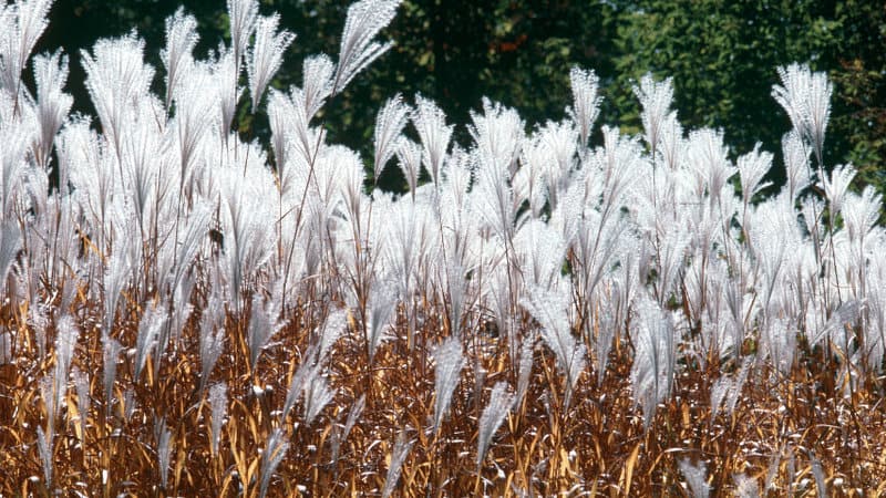 Sun Stripe Pampas grass has leaves with yellow stripes with silvery-white flower pannicles