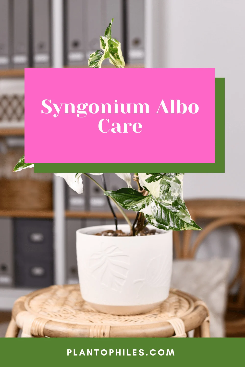 Syngonium Albo护理