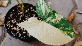 Syngonium Albo plant Care