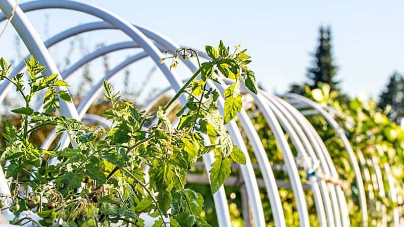 Tall tomato plants can sometimes bend and cause damage to their stems