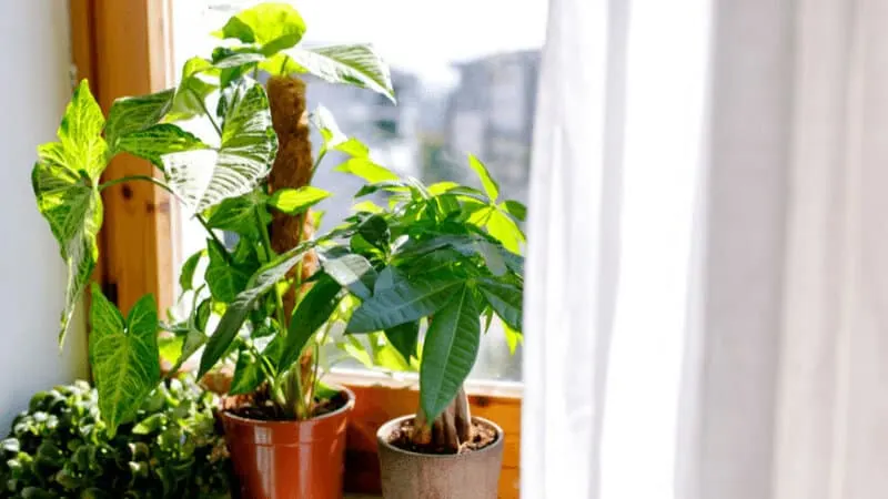 Syngonium Albo植物是一种典型的户外植物，在自然阳光和室外空气中茁壮成长