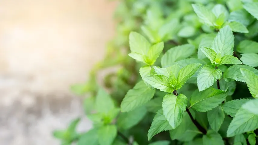 The best time to harvest mint leaves is early in the morning as the evaporating dew enhances their flavor and essential oils