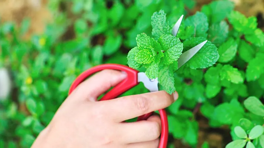 The best way to harvest mint leaves is to use a clean pair of sharp scissors, but using your fingernails can be an alternative