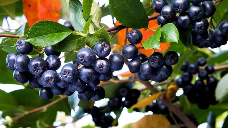 蓝莓(Chokeberry)或野龙葵(Aronia)植物的蓝色浆果由于富含维生素和抗氧化剂，会导致口腔干燥