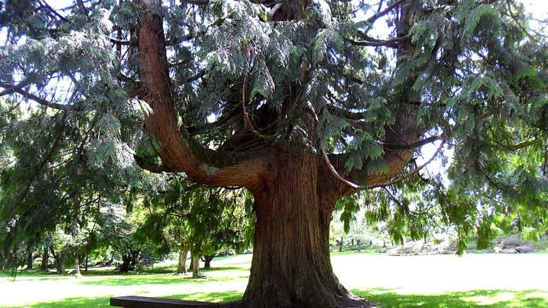 The fastest growing variety of cedar trees is the Western Red Cedar