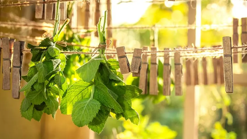 The first step to preserving mint is to hang them in a cool, dry place using twine to tie the stems together