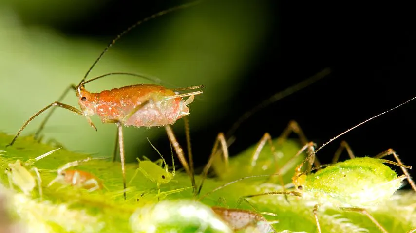 蚜虫的蜜汁残留离开绣球花的叶子吸引蚂蚁,最终增加更多的伤害