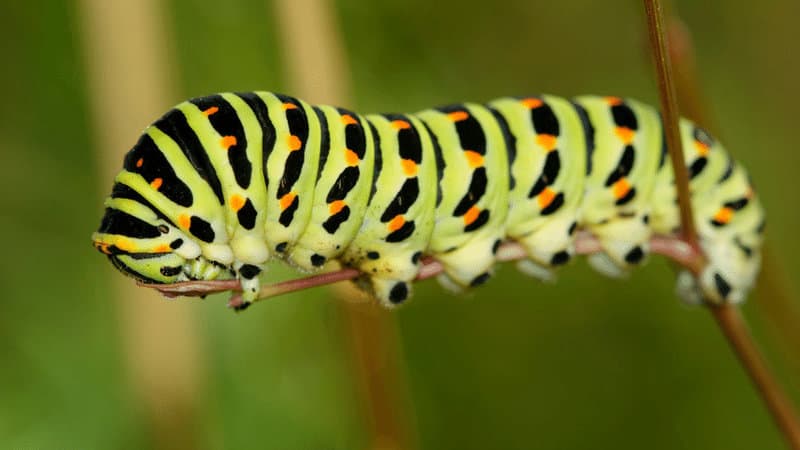 The most common problem to expect when growing a dwarf butterfly bush is the presence of caterpillars