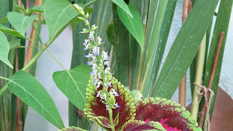 Though Coleus is known for their vibrant foliage, they're capable of growing white and blue flowers as well