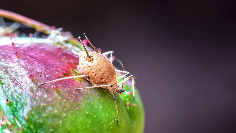 虽然蚜虫是吃多肉植物最常见的害虫，但它们很难被发现
