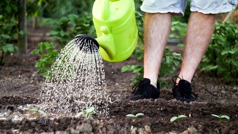 Though watering the soil heavily can damage the plants, it helps drain away the excess fertilizer from the over fertilized soil