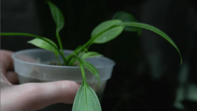 Three specific ways to propagate your Anthurium Vittarifolium plant