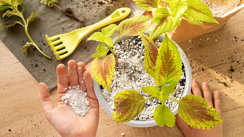 Use good quality soil mix when planting your Coleus plant