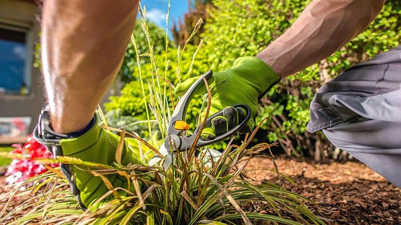 Use your pruning shears to remove dead leaves from the plant after over fertilizing its soil