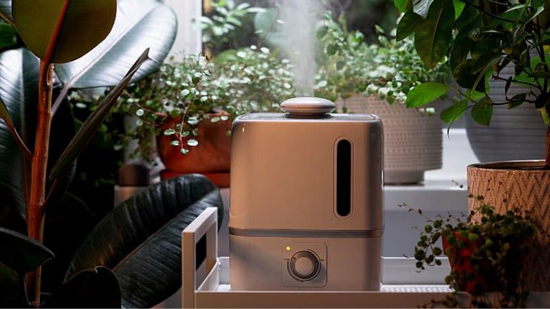 Using a humidifier helps keep the humidity at 50% level without damaging your Ficus Shivereana