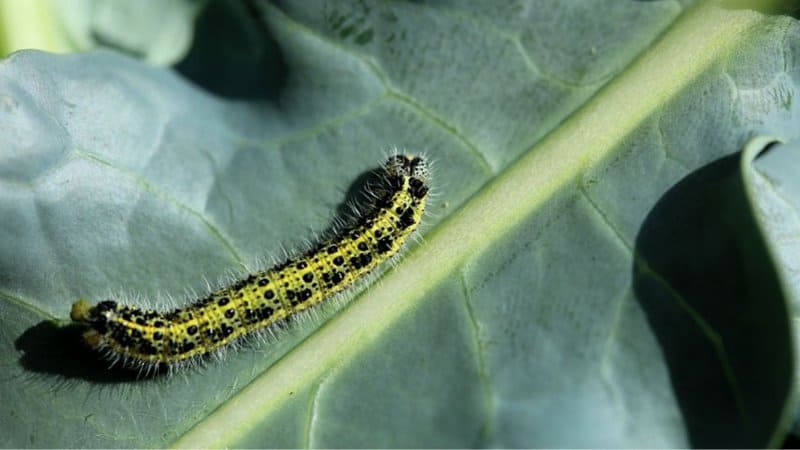 What is Eating my Broccoli Leaves? 5 Worst Critters