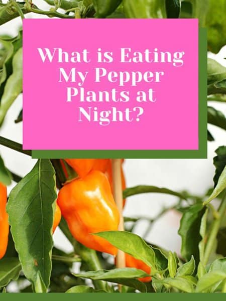What is Eating My Pepper Plants at Night?