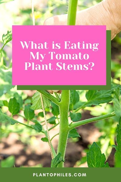 What is Eating My Tomato Plant Stems?