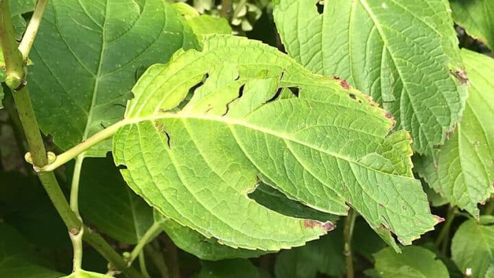 What is Eating my Hydrangea Leaves? 4 Pests to Remember