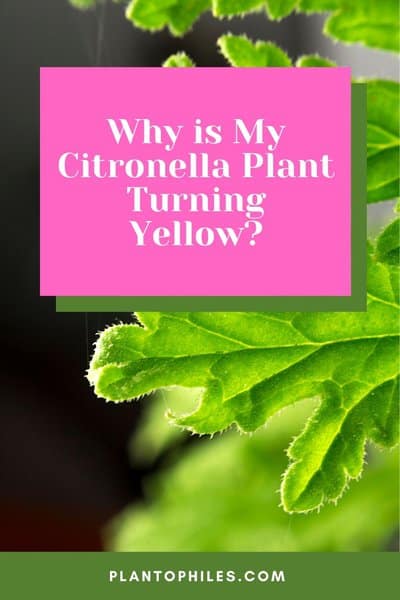 Why Is My Citronella Plant Turning Yellow?