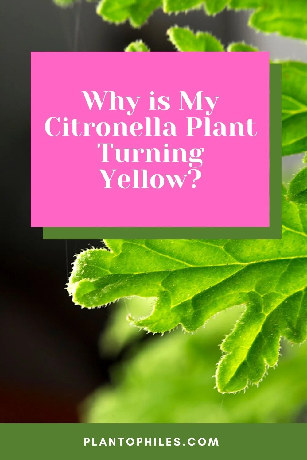 为什么我的香茅植物变黄?