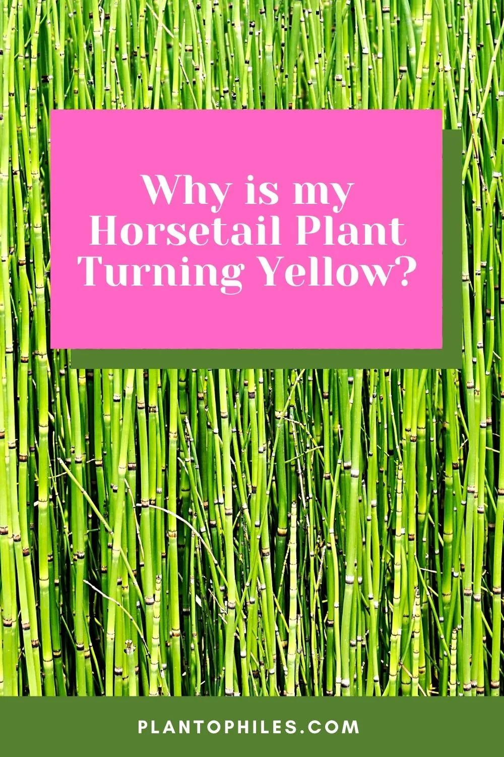 Why is My Horsetail Plant Turning Yellow?