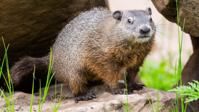 Woodchucks eat leaves and vegetables, but they trample other plants in your garden