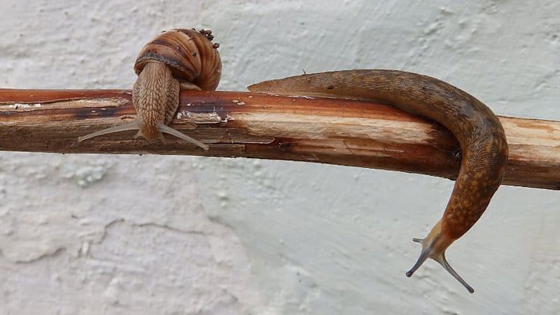 您可以识别蛞蝓和蜗牛的银色的追踪他们离开时,他们晚上吃你的胡椒植物188金宝慱亚洲体育