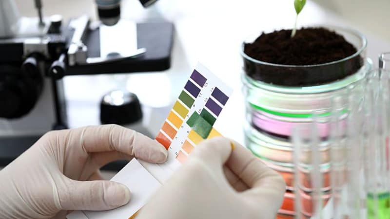 You can use a soil test kit to accurately check the soil's pH for your moonflower plants to grow well