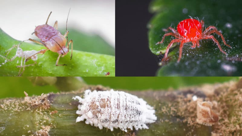 plants which are not adequately cared for can be susceptible to attack by aphids, mealybugs, or spider mites