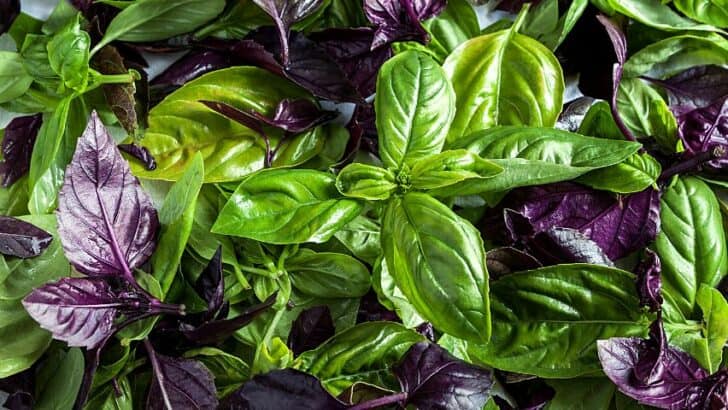 20 Best Basil Companion Plants – A Gardeners Guide