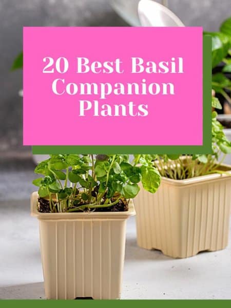 20 Best Basil Companion Plants