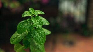 20 Best Mint Companion Plants