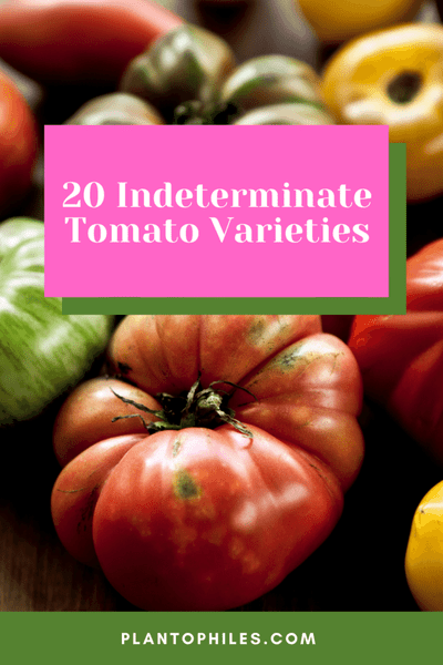 20 Best Indeterminate Tomato Varieties 1