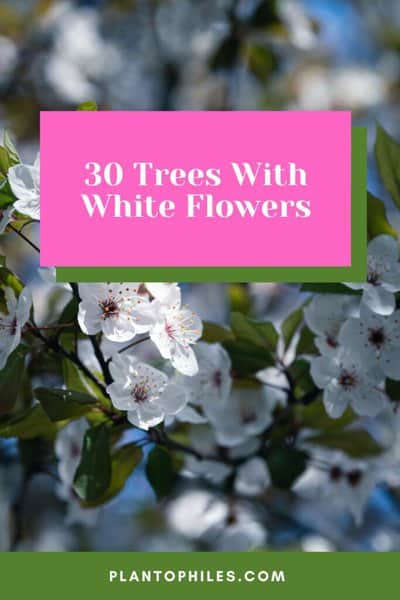 30种最伟大的树木、灌木和白花植物188金宝慱亚洲体育