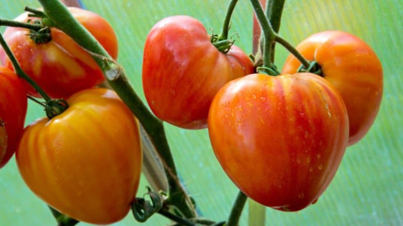 20 Best Indeterminate Tomato Varieties 20