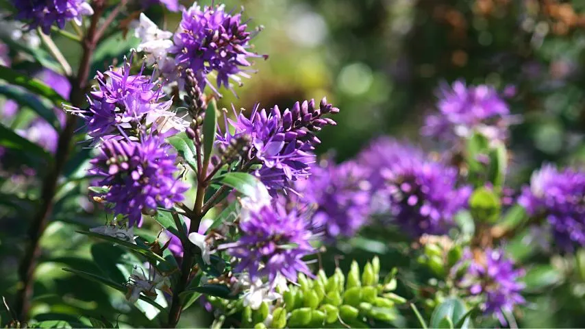 Another colorful plant that you can grow as a companion plant for sage is Hebe