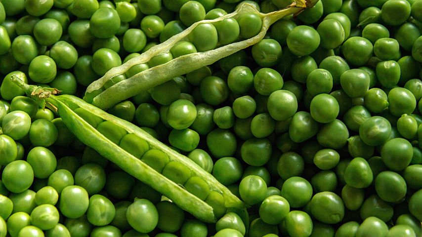 Another companion plant that grows best with mint is peas