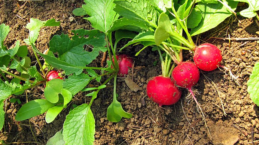 Another companion plant that grows best with mint is radish
