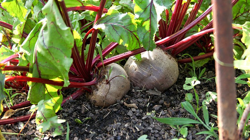 Another companion plant that you can grow with mint on your garden is beets