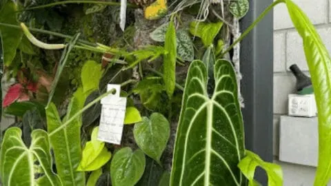 Anthurium warocqueanum on the DIY Plant Wall