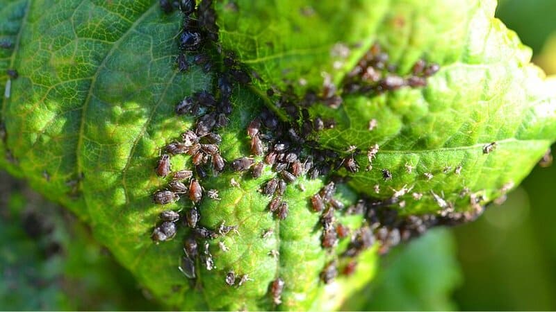 Aphids, especially the black and red species, love to eat the lemon tree leaves