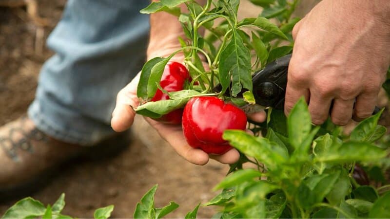 As red bell peppers turn spicier the longer you leave them on the vine, harvest them when their skin is firm in texture