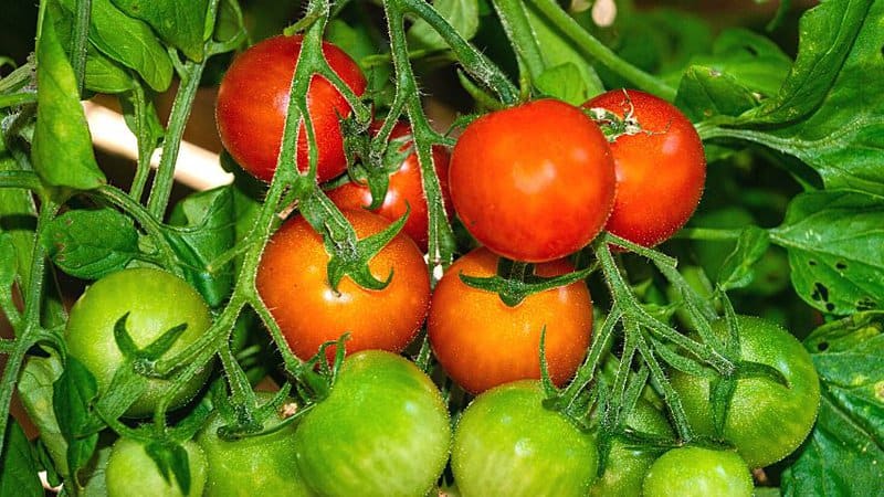 Aside from having the same growing conditions as that of basil, tomatoes also are good companion plants for basil as they enhance each other's flavors