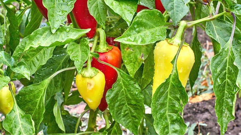 Bell peppers need to receive 1-2 inches of water weekly for them to thrive